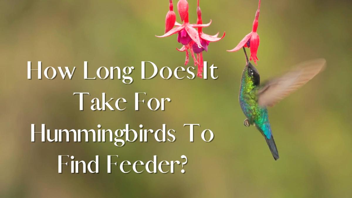 How Long Does It Take For Hummingbirds To Find Feeder