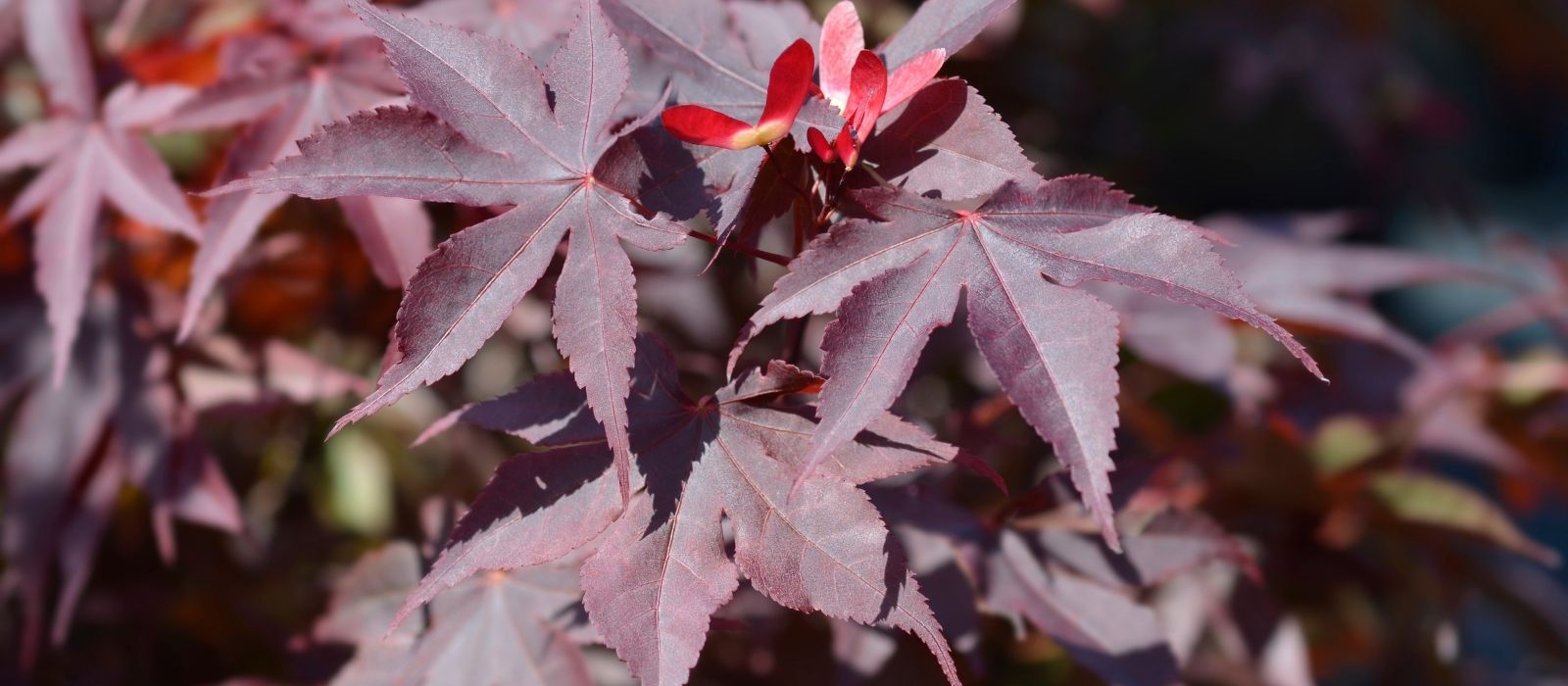 Why Is My Bloodgood Maple Turning Green?