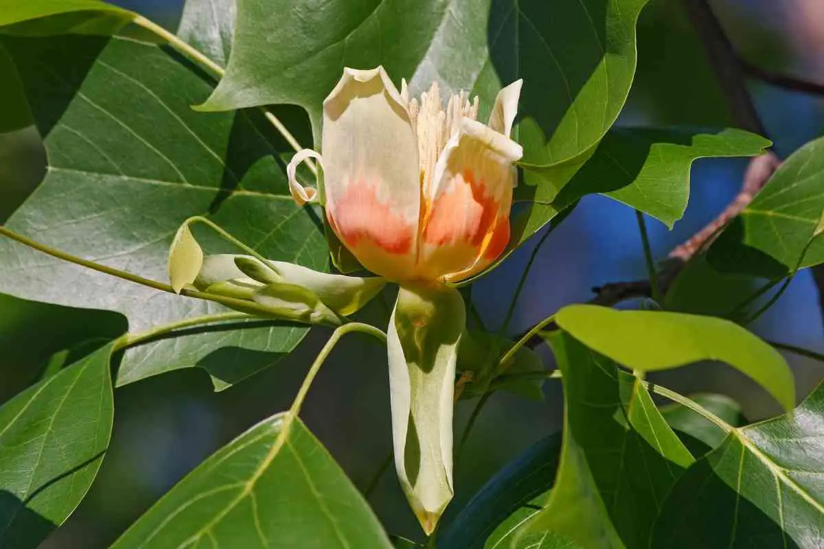 How To Tell If Your Tulip Poplar Is Dying (early Signs)