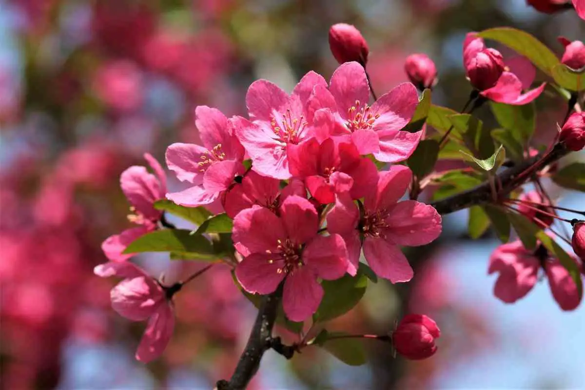 How to Grow a Healthy Crabapple Tree in a Pot