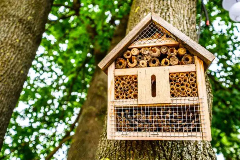 Where Is The Best Place To Put An Insect House?