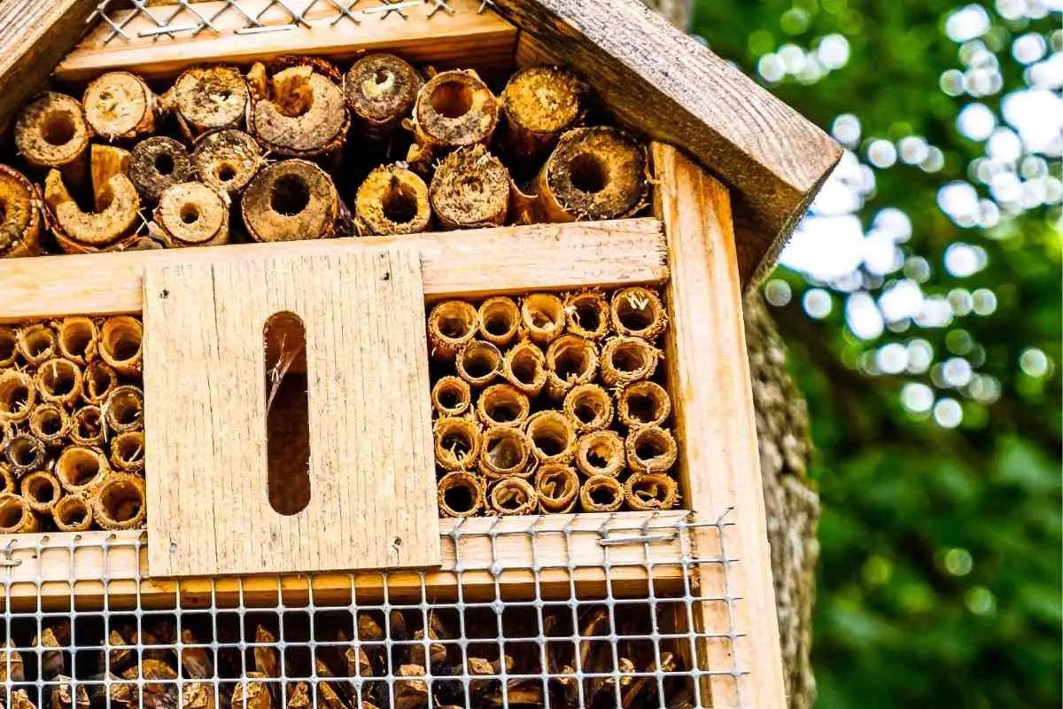 Where Is The Best Place To Put An Insect House?