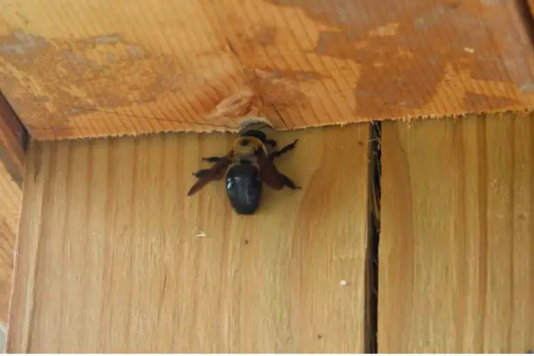 Do Carpenter Bee Houses Work