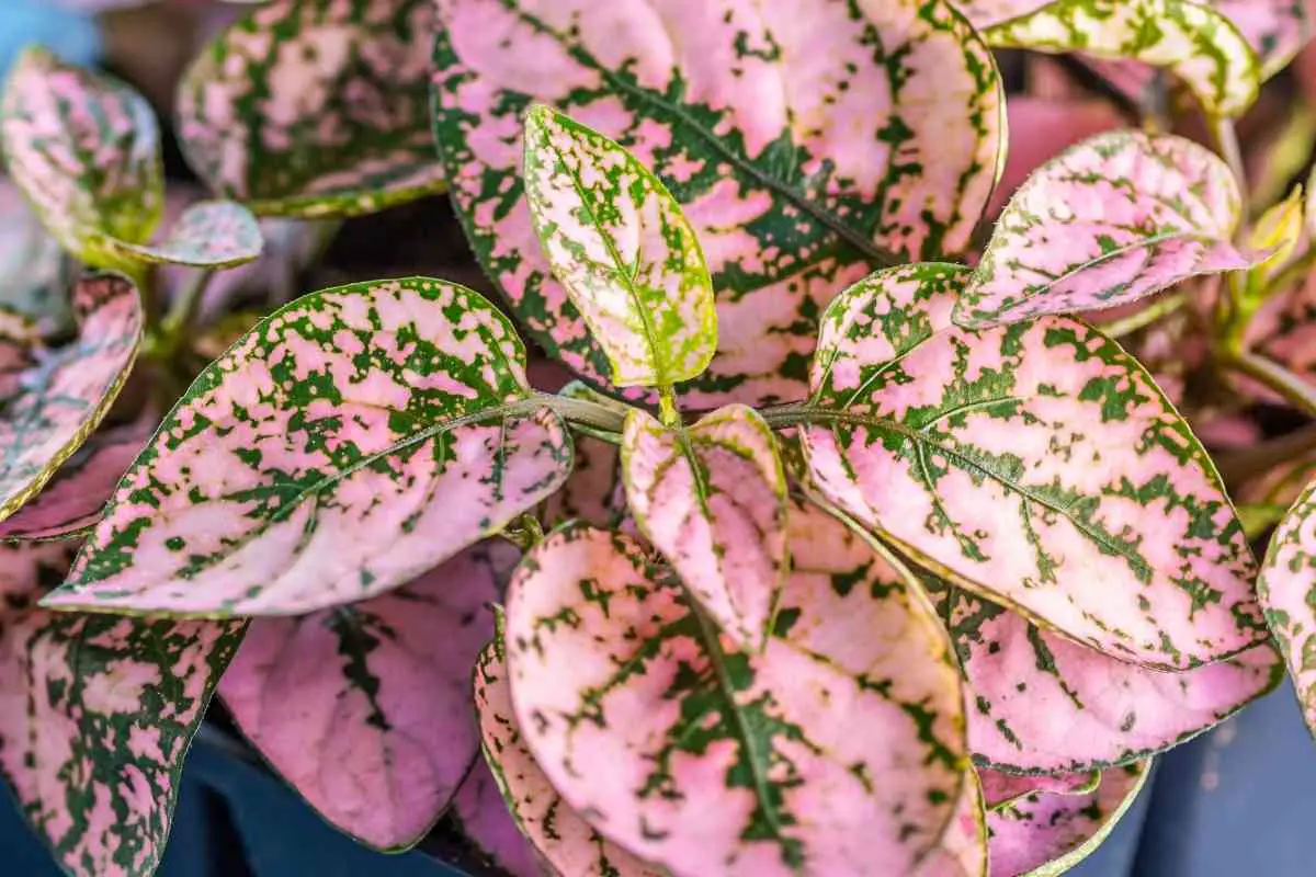 how-to-take-care-of-polka-dot-plants