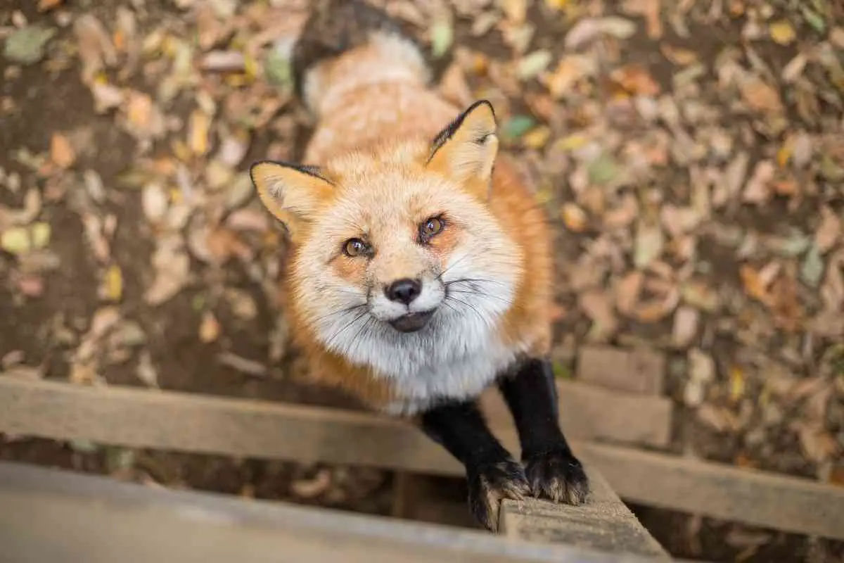 Can Foxes Climb Fences? ( Fox Facts You Need To Know )