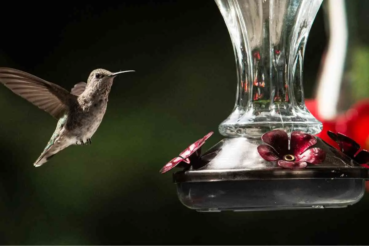 can-hummingbird-feeder-be-near-regular-bird-feeders