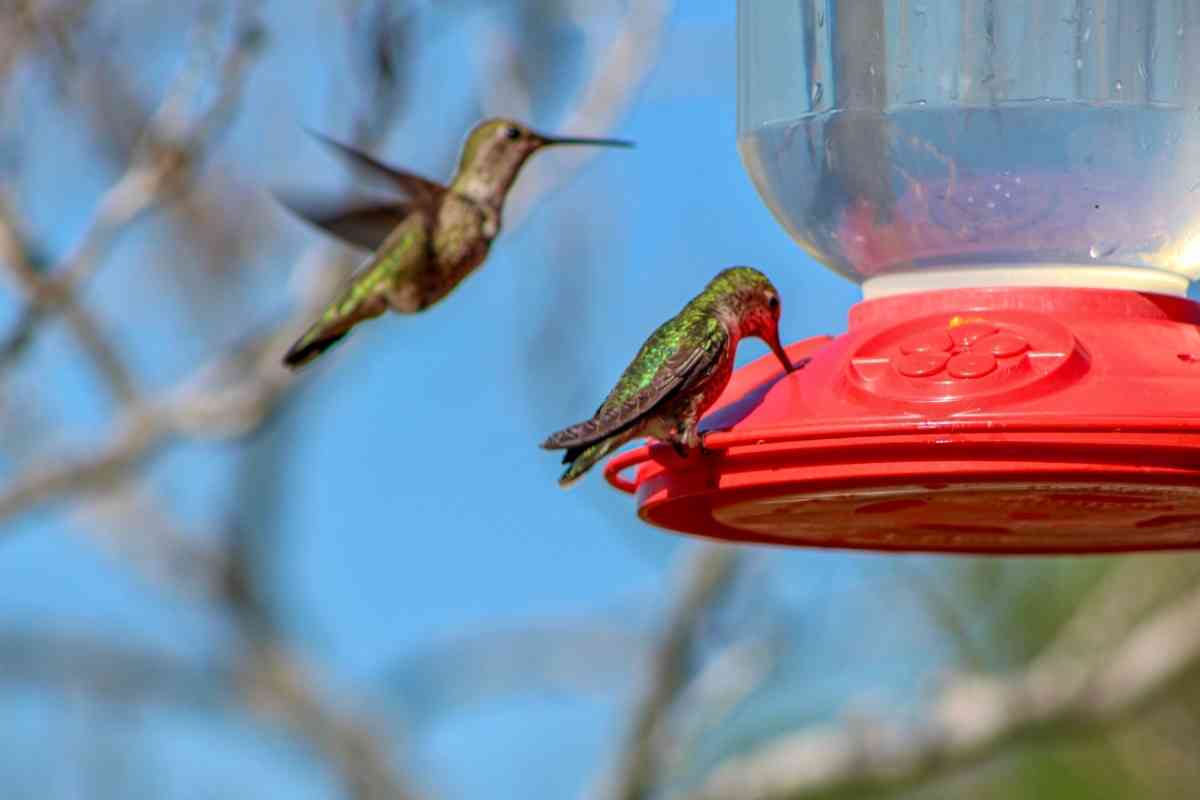 How Do Hummingbirds Find Feeders?