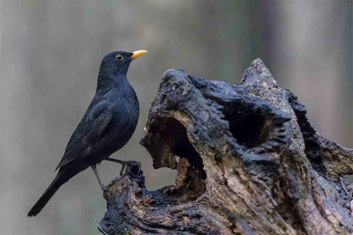 do-blackbirds-return-to-the-same-garden