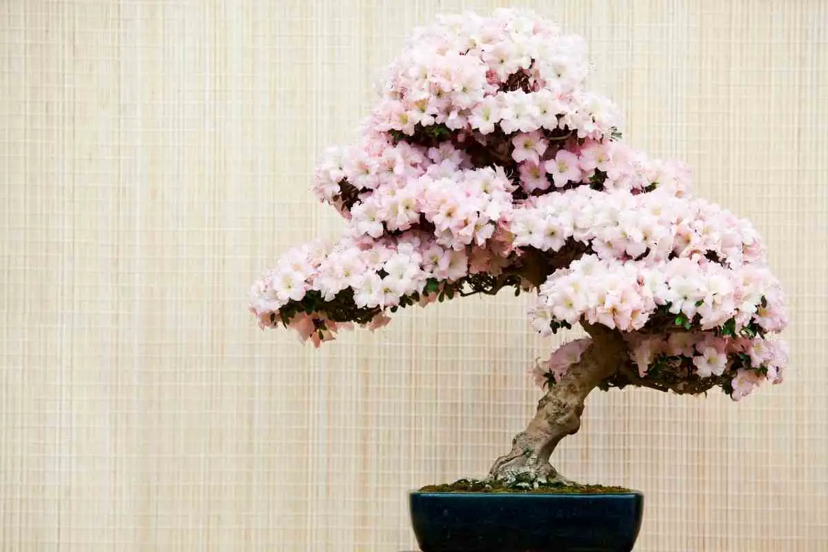 Bonsai Trees With White Flowers