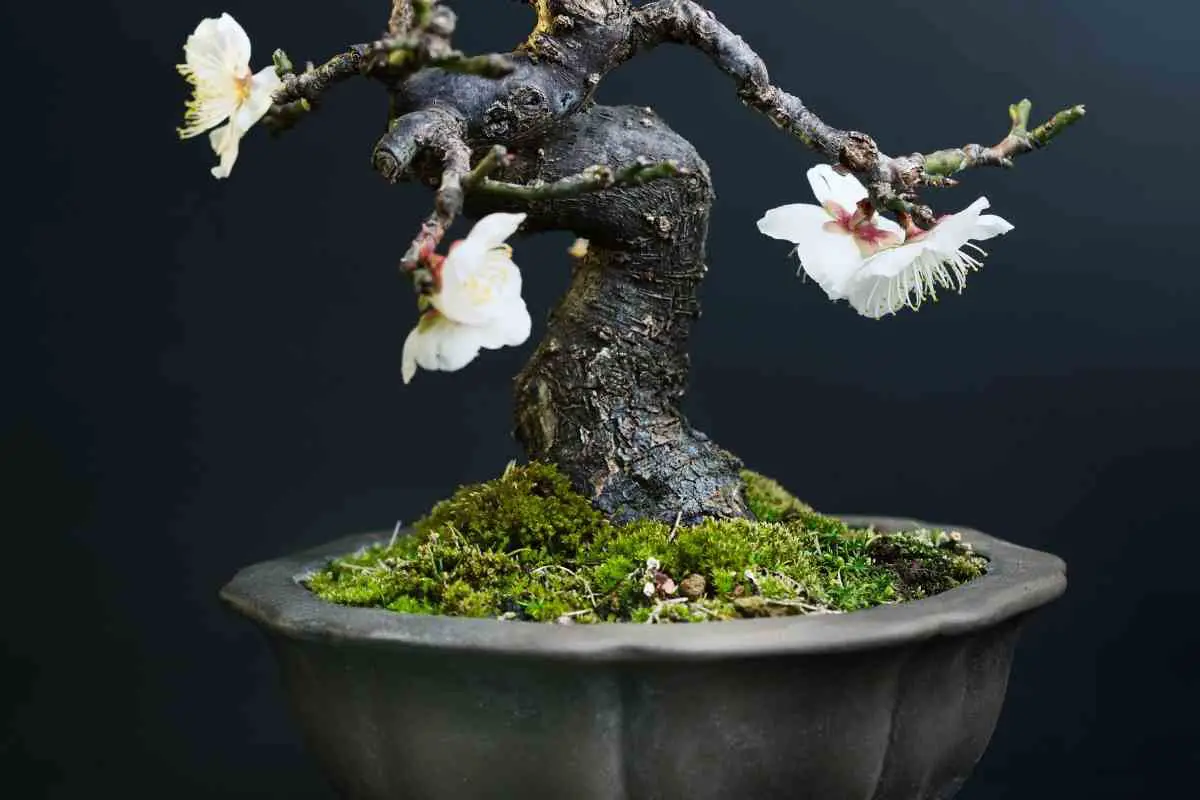 Bonsai Trees With White Flowers