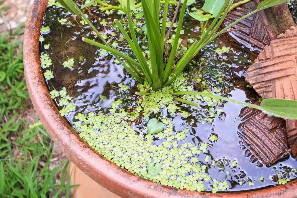 Best Mini Pond Kit For Gardens