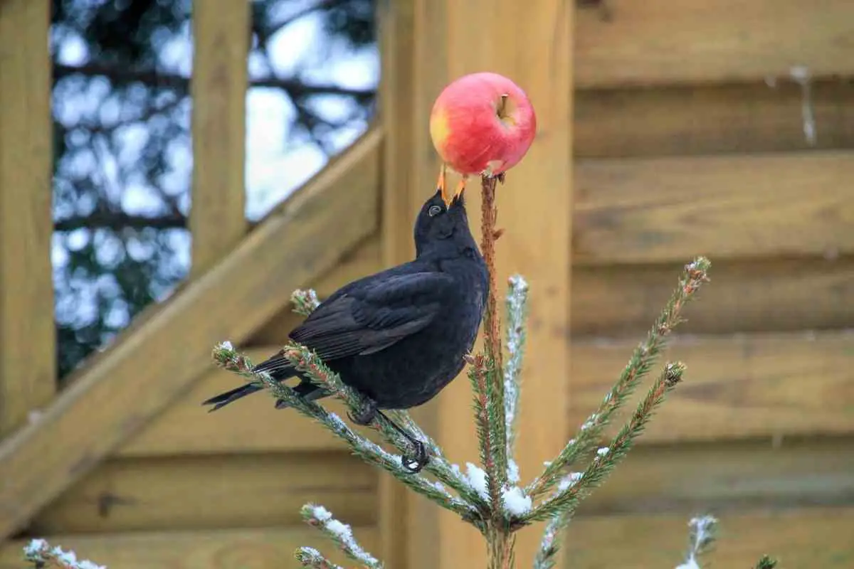 do-blackbirds-return-to-the-same-garden