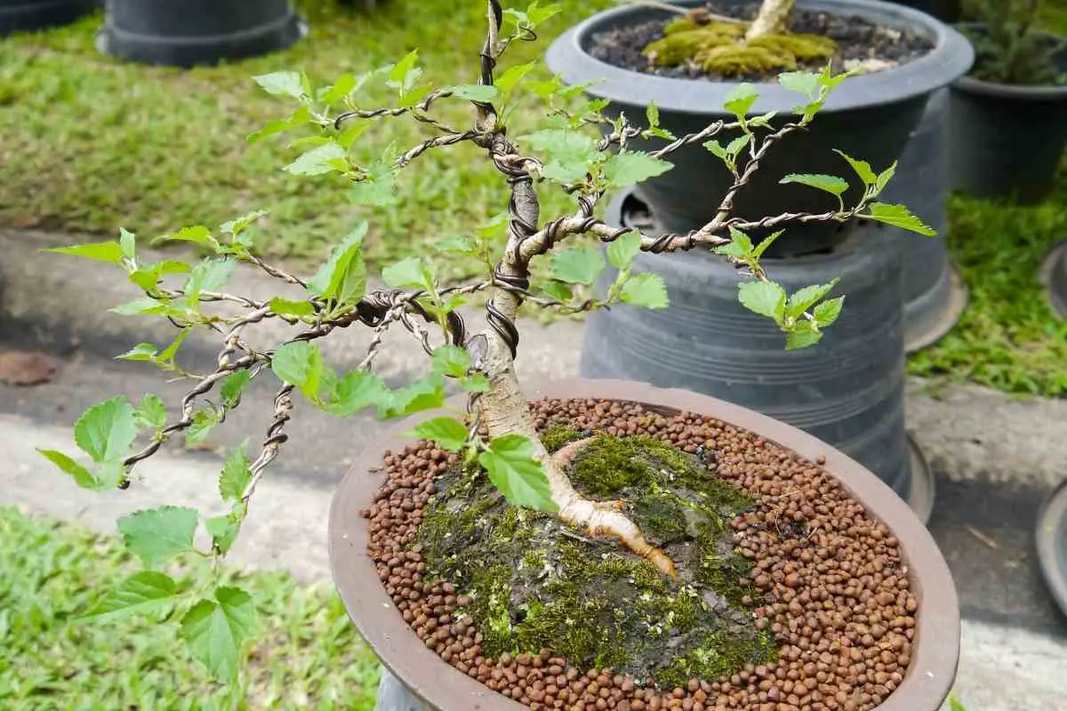 Growing a Bonsai Tree From a Seed (Step by Step Guide)