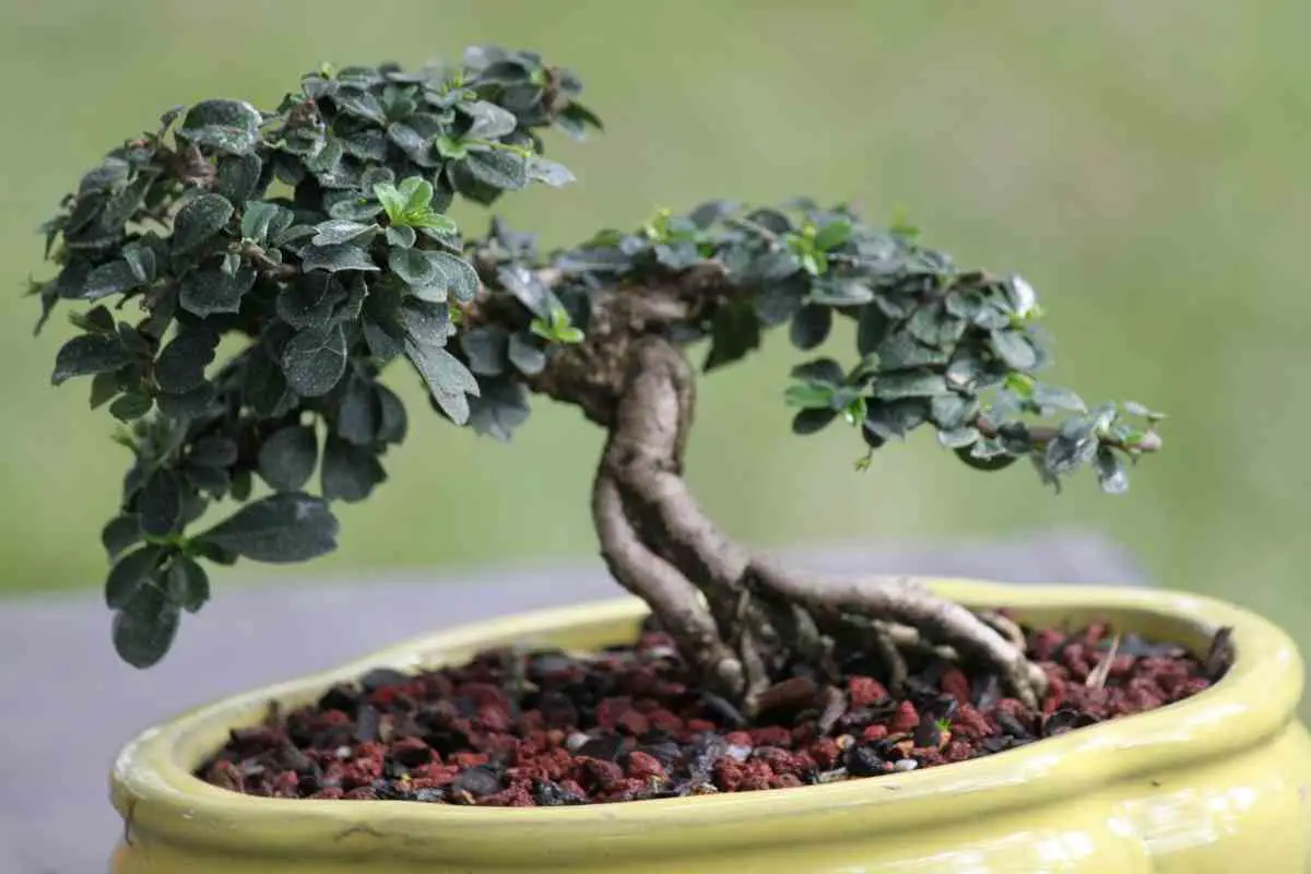 How Often Do You Water a Bonsai Tree?