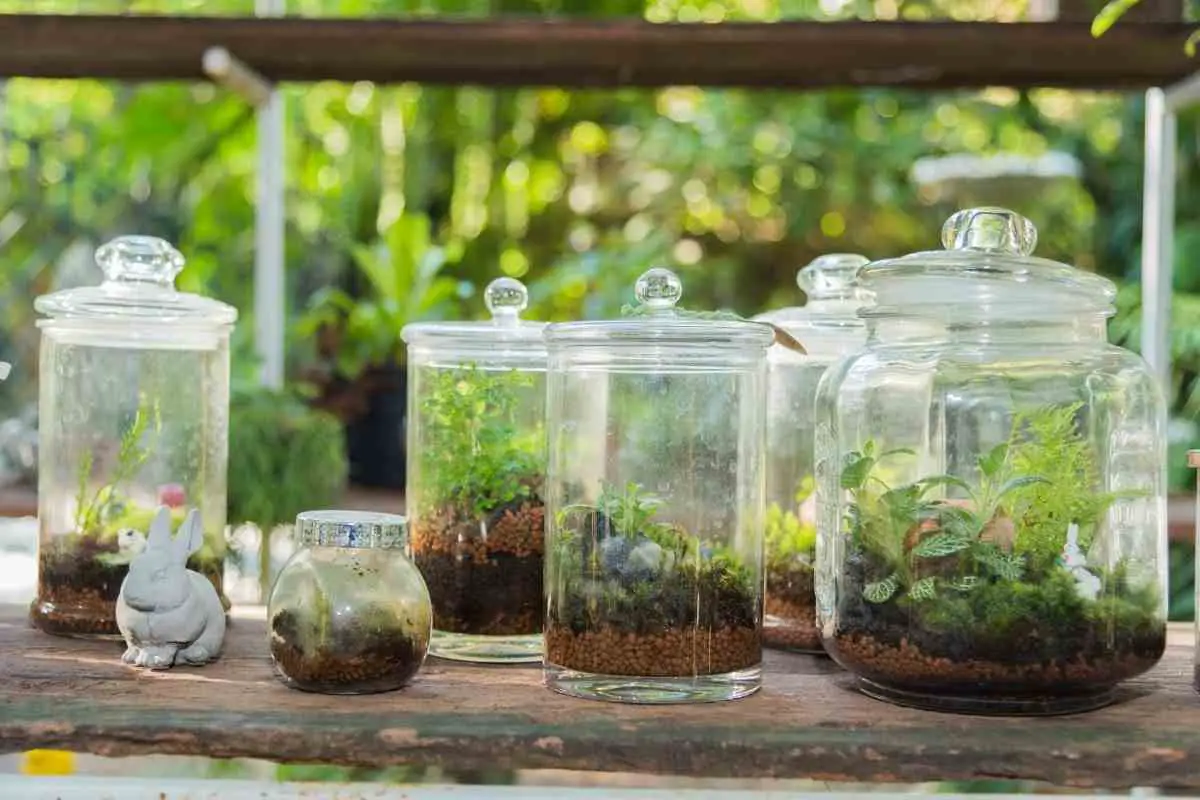 How To Clean Moss For Terrarium