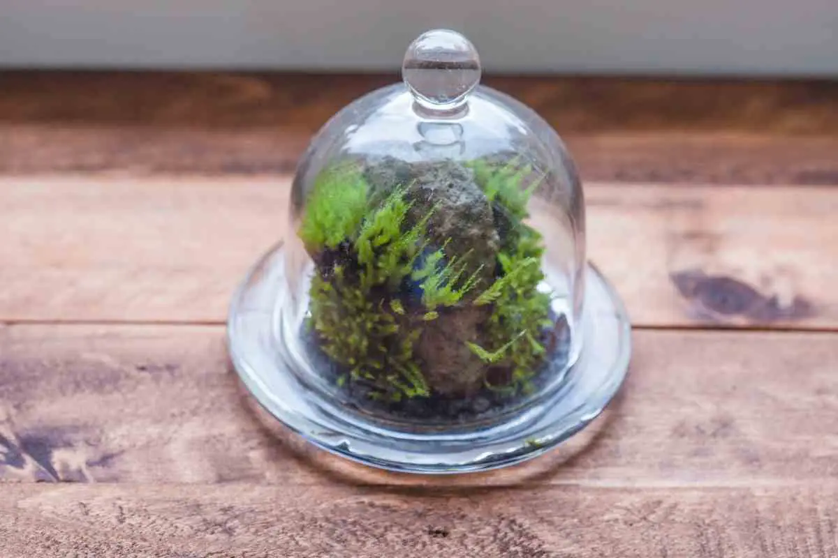 Cleaning moss for terrarium