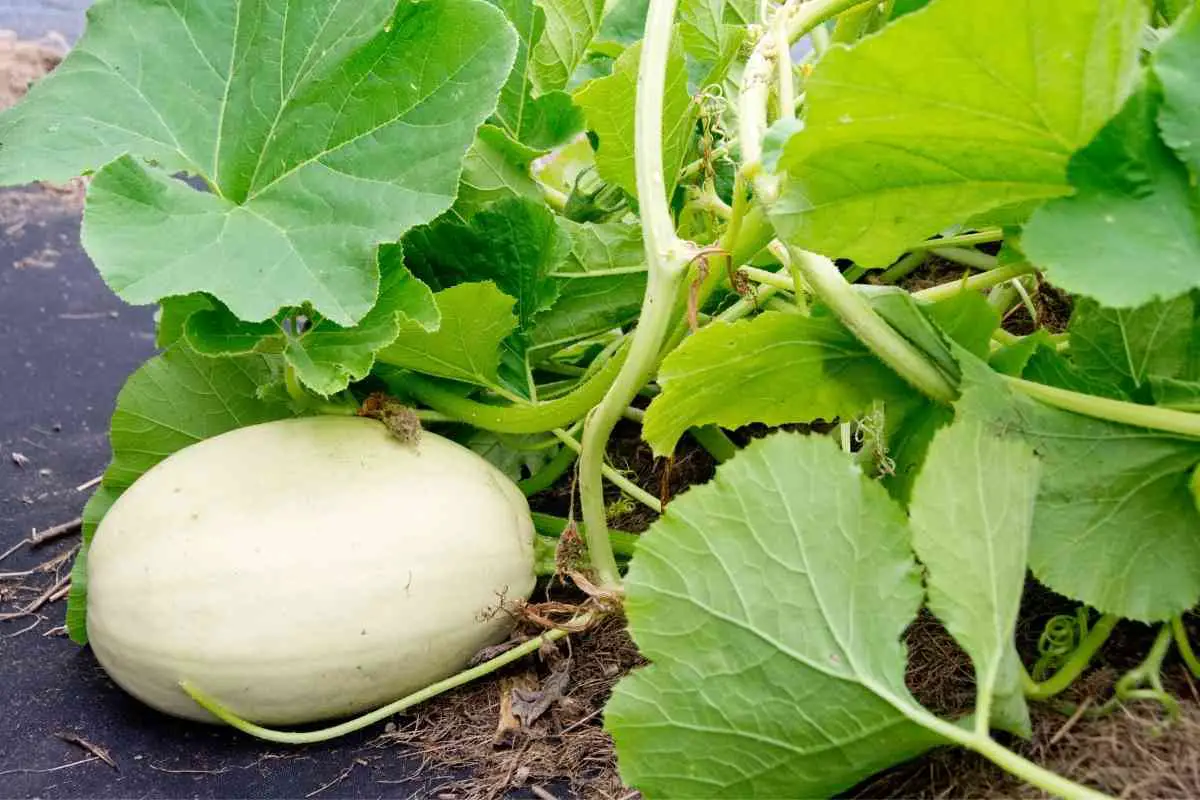 how-do-you-keep-squashes-from-rotting-on-the-vines