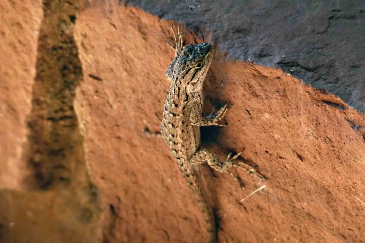 How To Keep Lizards Away From Porch and Backyard