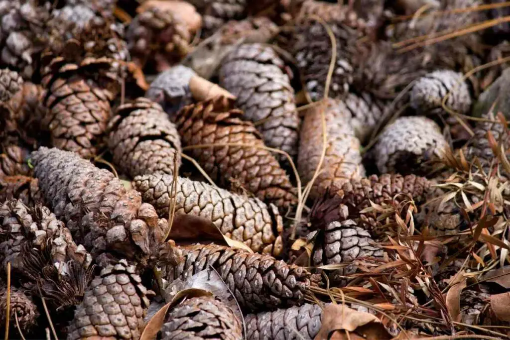 are pine cones good for dogs