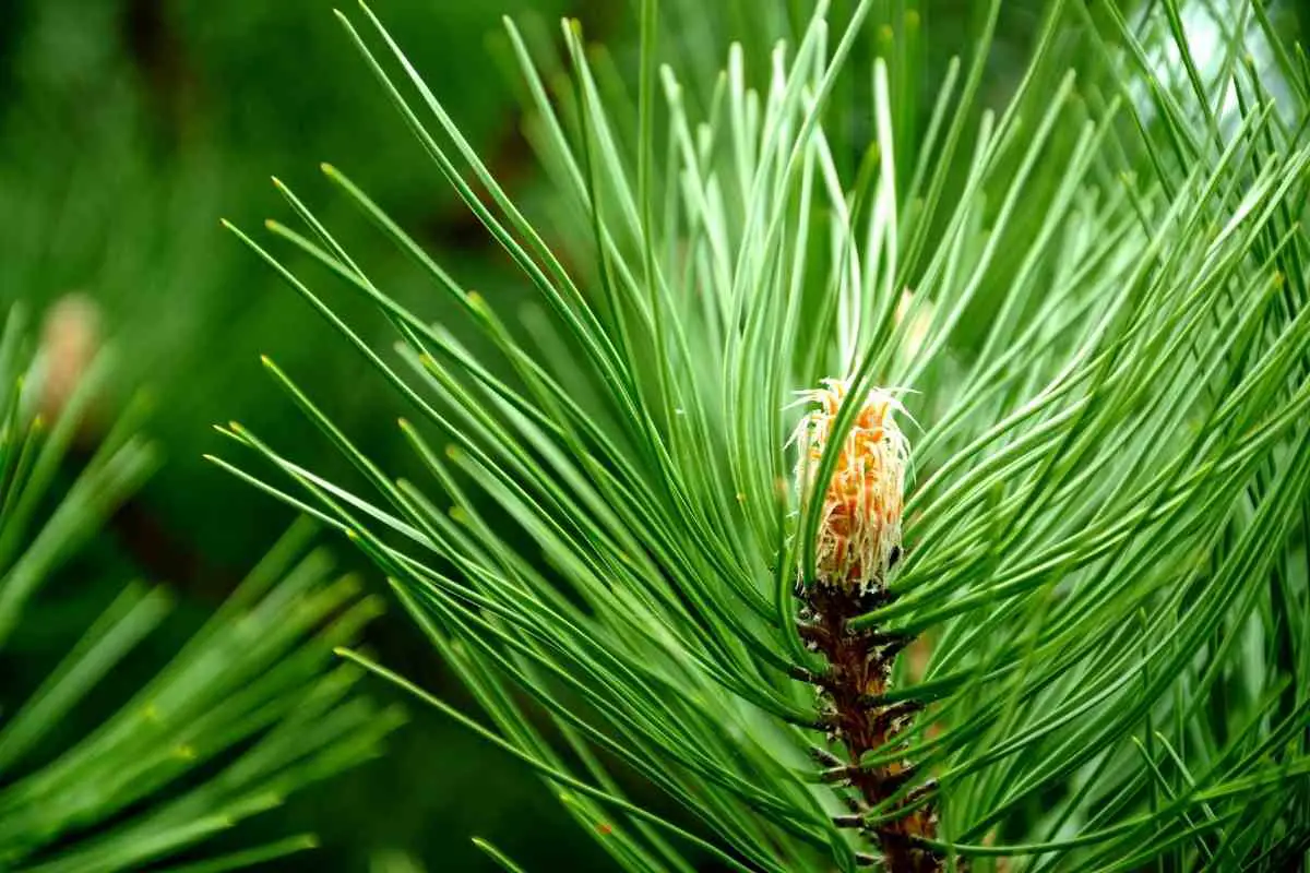 Do Any Vegetables Grow on Trees? (You’ll Be Shocked)