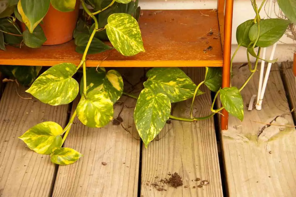 Should I Cut Off Brown Spots On Pothos 4557