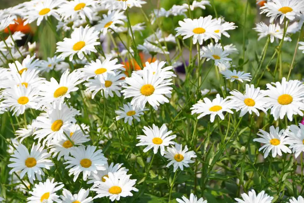 8 White Perennials That Bloom All Summer