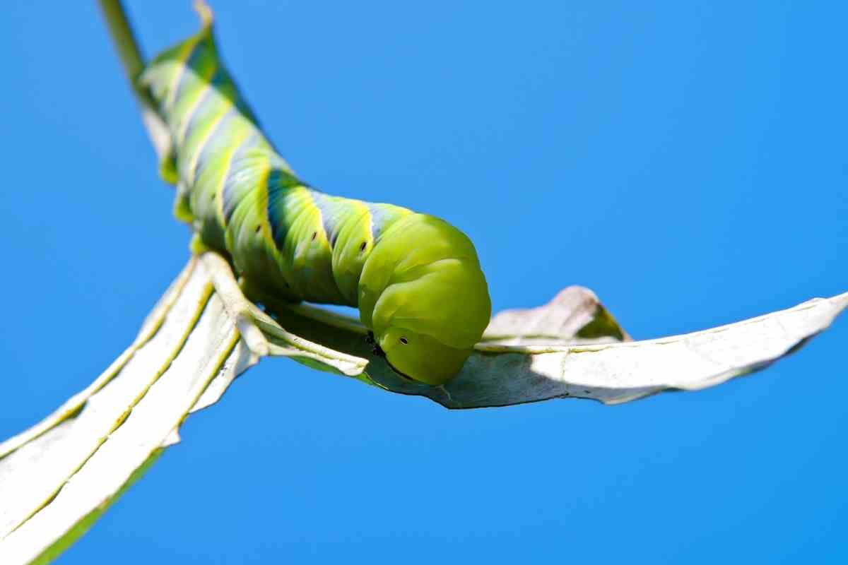 What Are Considered the Major Pests of Tomato Plants? (And How to Repel ...