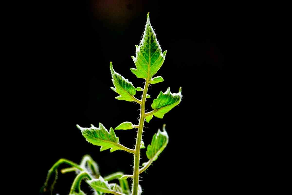 tomato-leaf-diseases-complete-guide-how-to-prevent-identify-and-treat