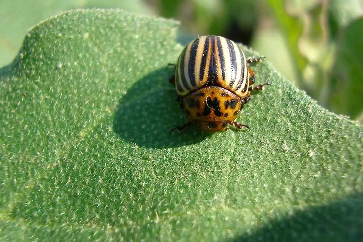 what-are-considered-the-major-pests-of-tomato-plants-and-how-to-repel