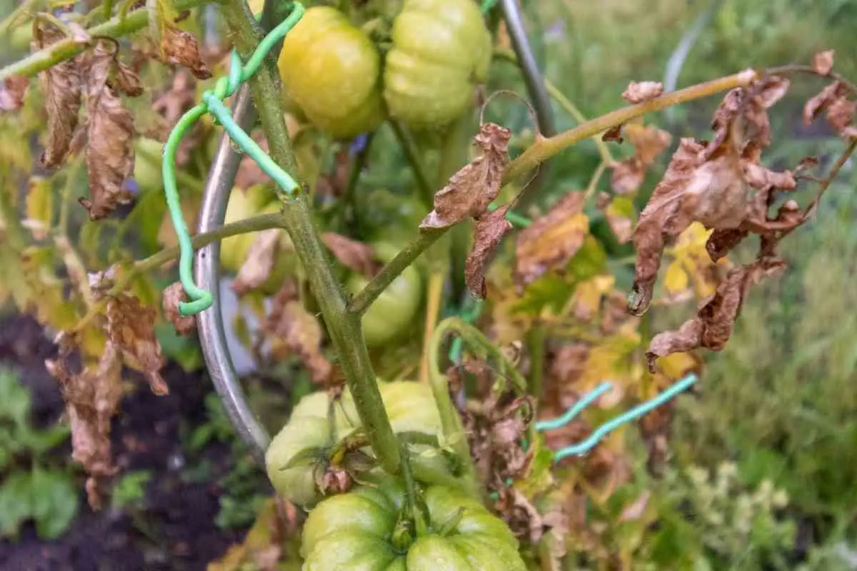 Tomato Leaf Diseases Complete Guide (How to Prevent, Identify and Treat)