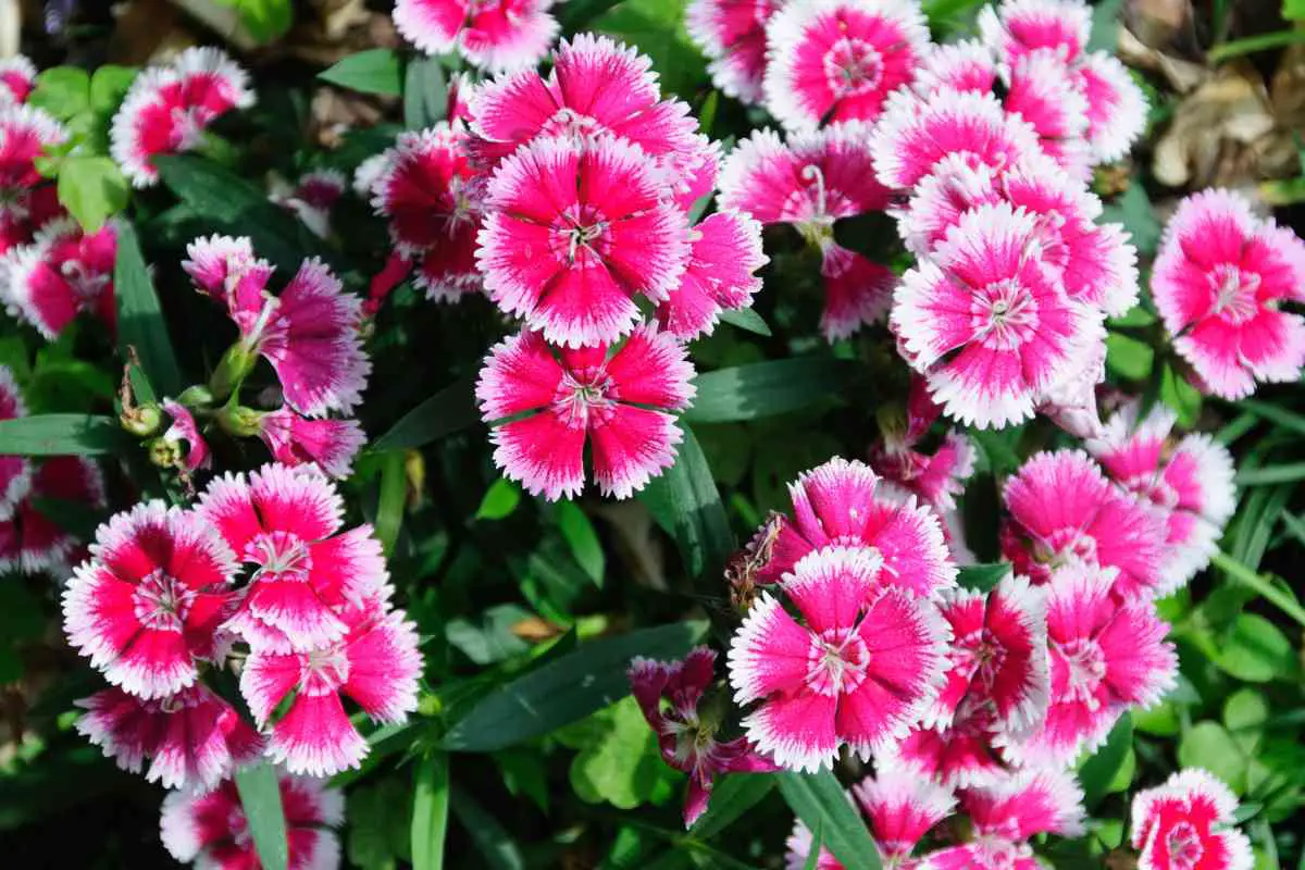 Dianthus: A Deer-Proof Solution for Your Garden!