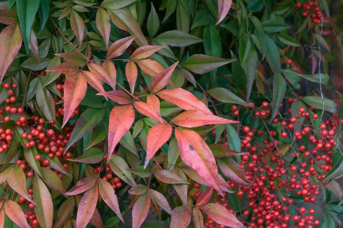 Caution When Planting Nandina In Your Backyard