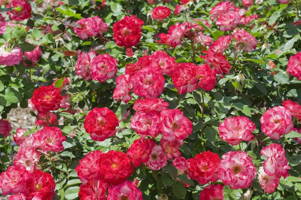 The Ultimate Guide to Growing Everblooming Roses