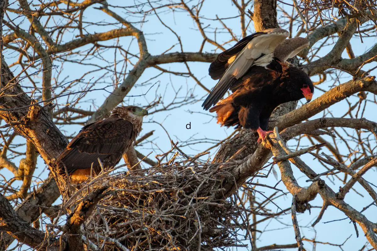 What Does A Hawk’s Nest Look Like? (Tips To Identify)