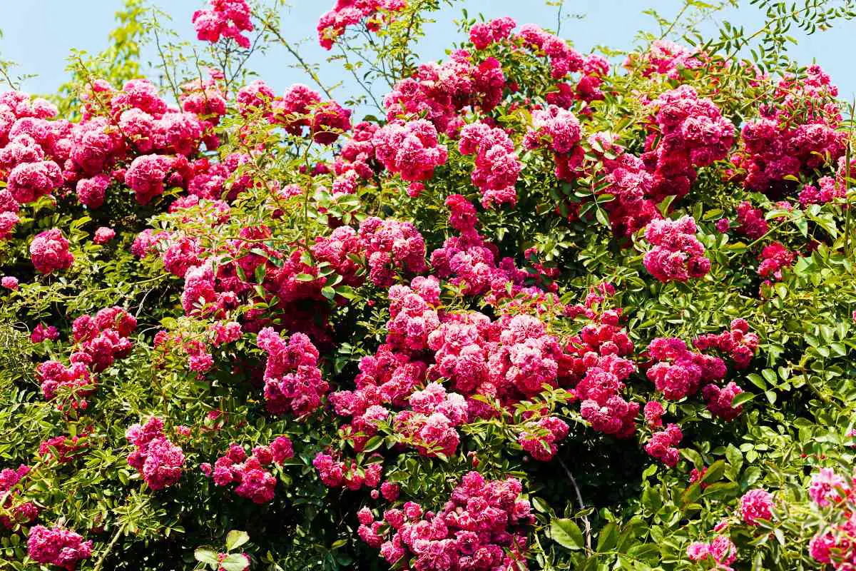 The Ultimate Guide to Growing Everblooming Roses