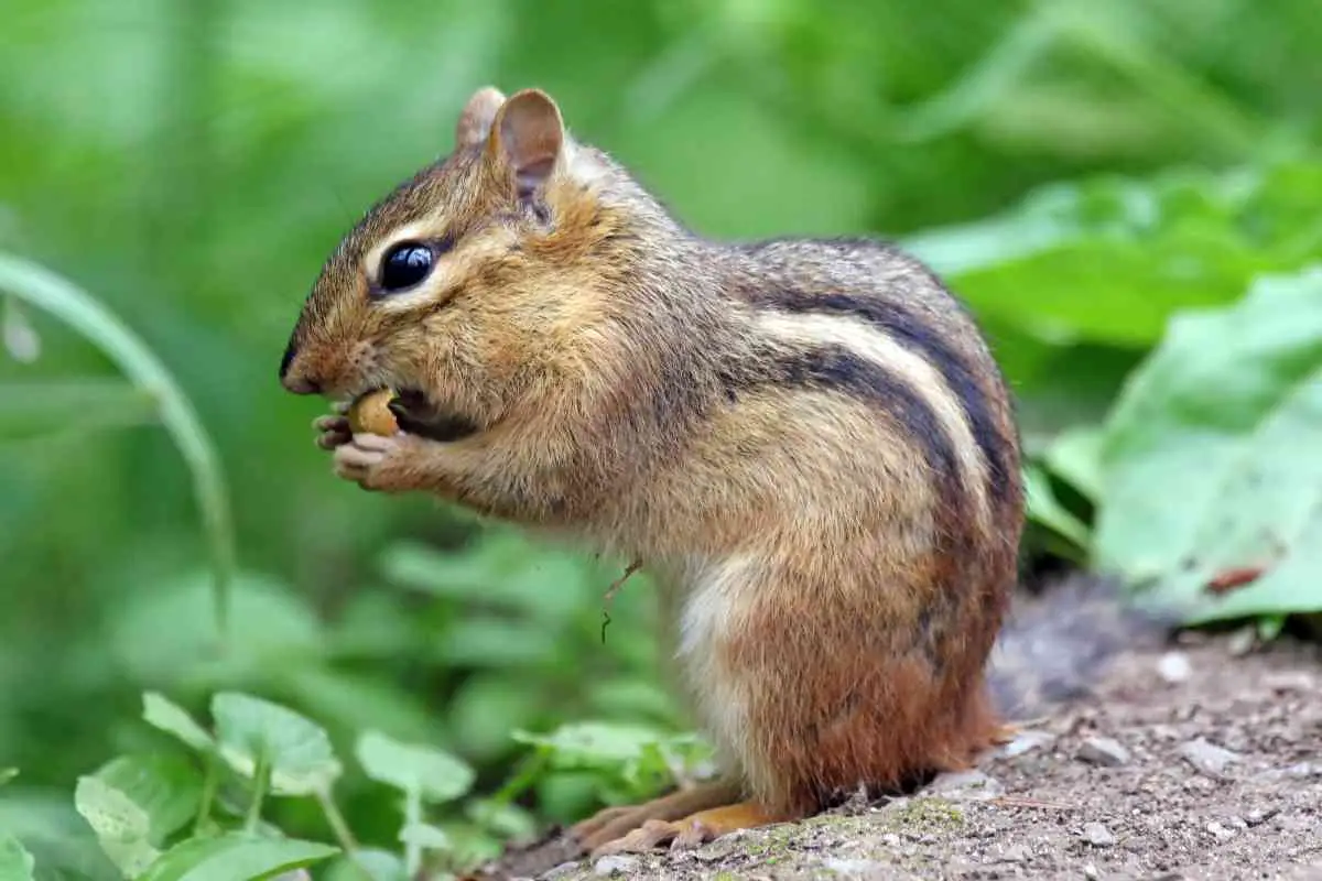 How to stop chipmunks from digging up my garden