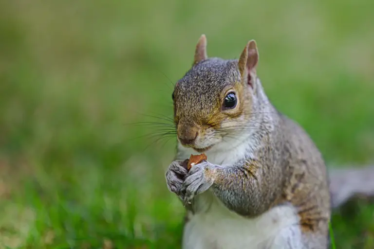 Squirrel Food 101: What Nuts Do Squirrels Eat?