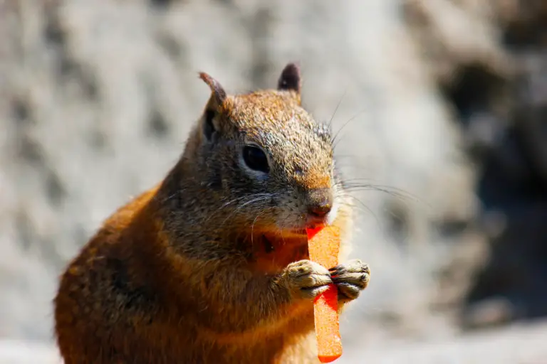 The Varied Diet of Squirrels: Do Squirrels Eat Carrots?