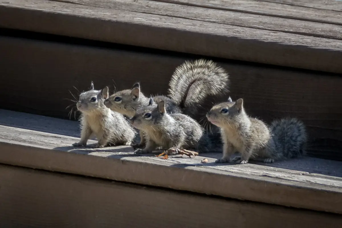 How Do Baby Squirrels Drink Milk?