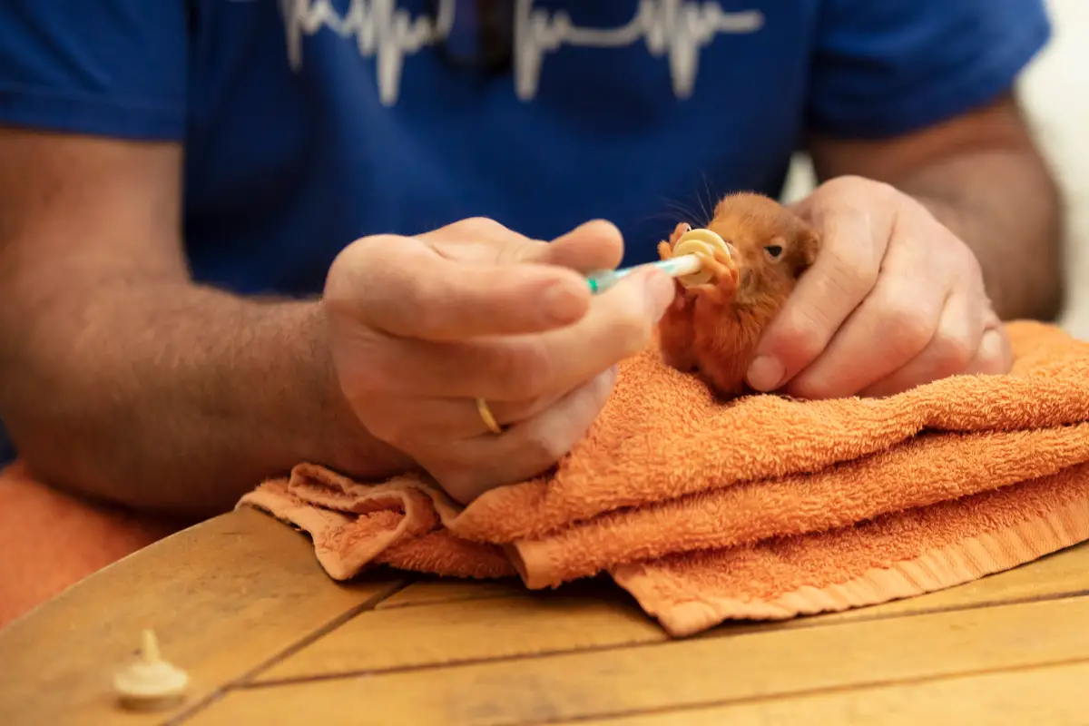 how-to-take-care-of-a-baby-squirrel-www-whatdosquirrelseat