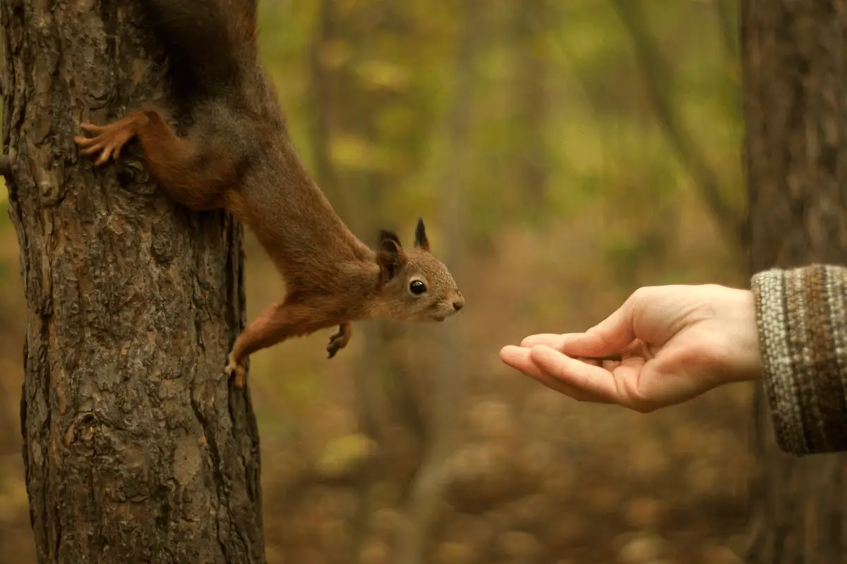 How to Make Squirrel Food: A Simple Guide for Beginners