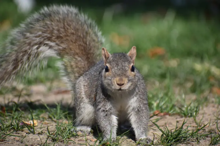 What Plants Will Squirrels Not Eat: A Comprehensive Guide