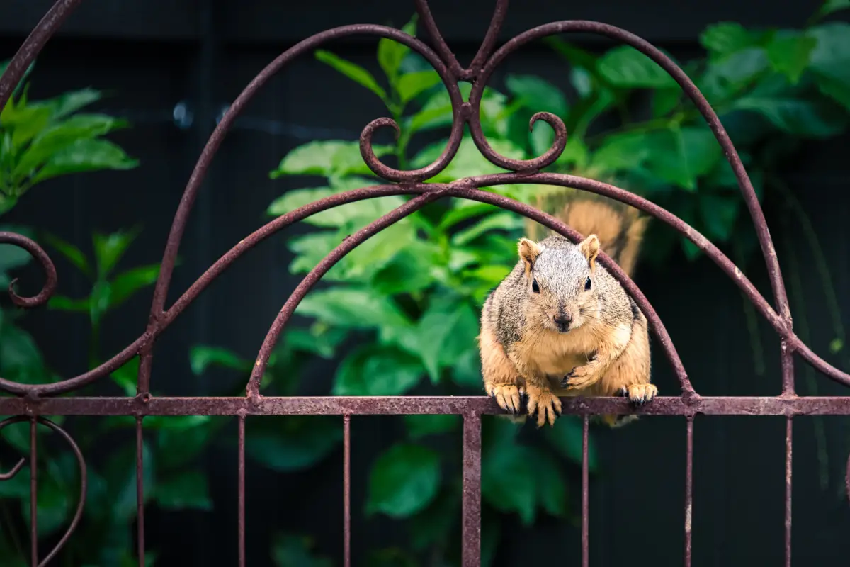 Stop Squirrels from Eating Plants: Effective Solutions for Gardeners