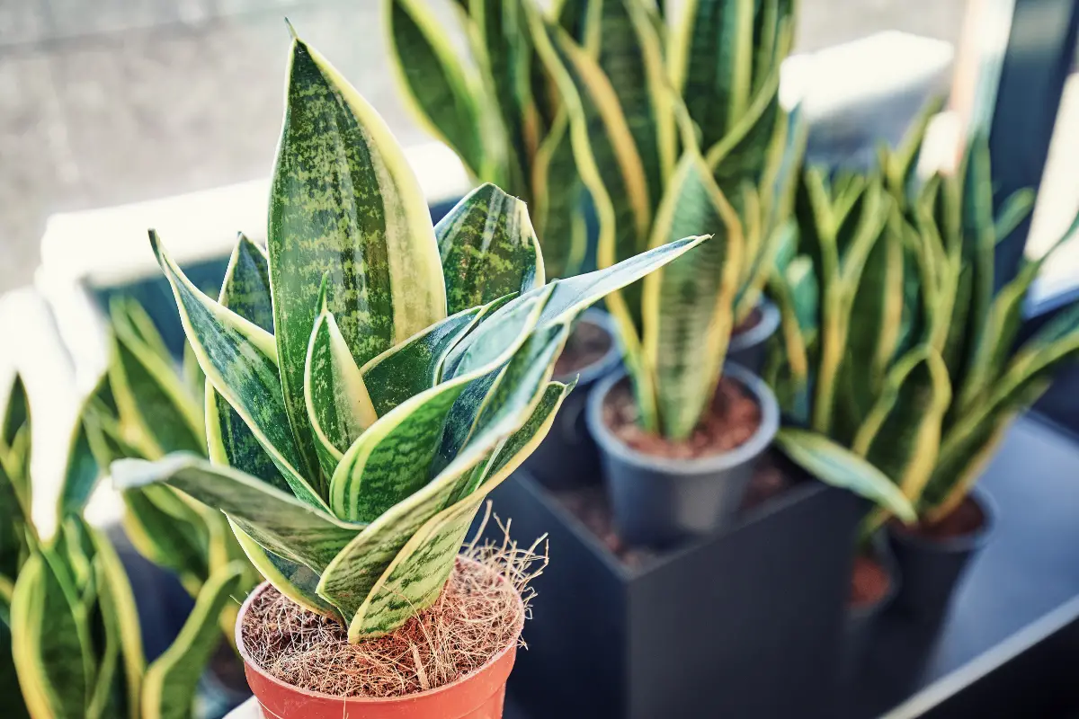 What is Dracaena Trifasciata? A Comprehensive Guide to the Snake Plant