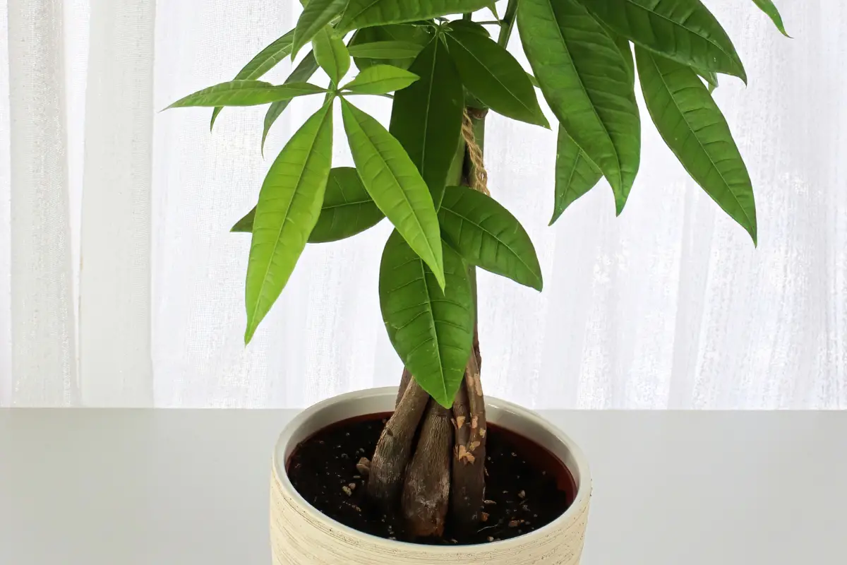 Money Tree Care Tips: Growing And Caring For Braided Money Plants