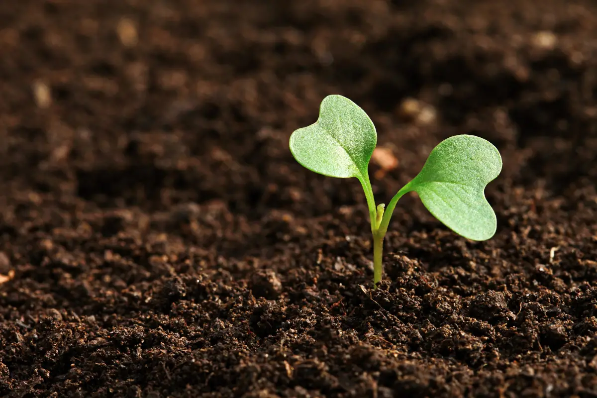 3 Uses Of Loamy Soil: Gardening, Agriculture, And Landscaping